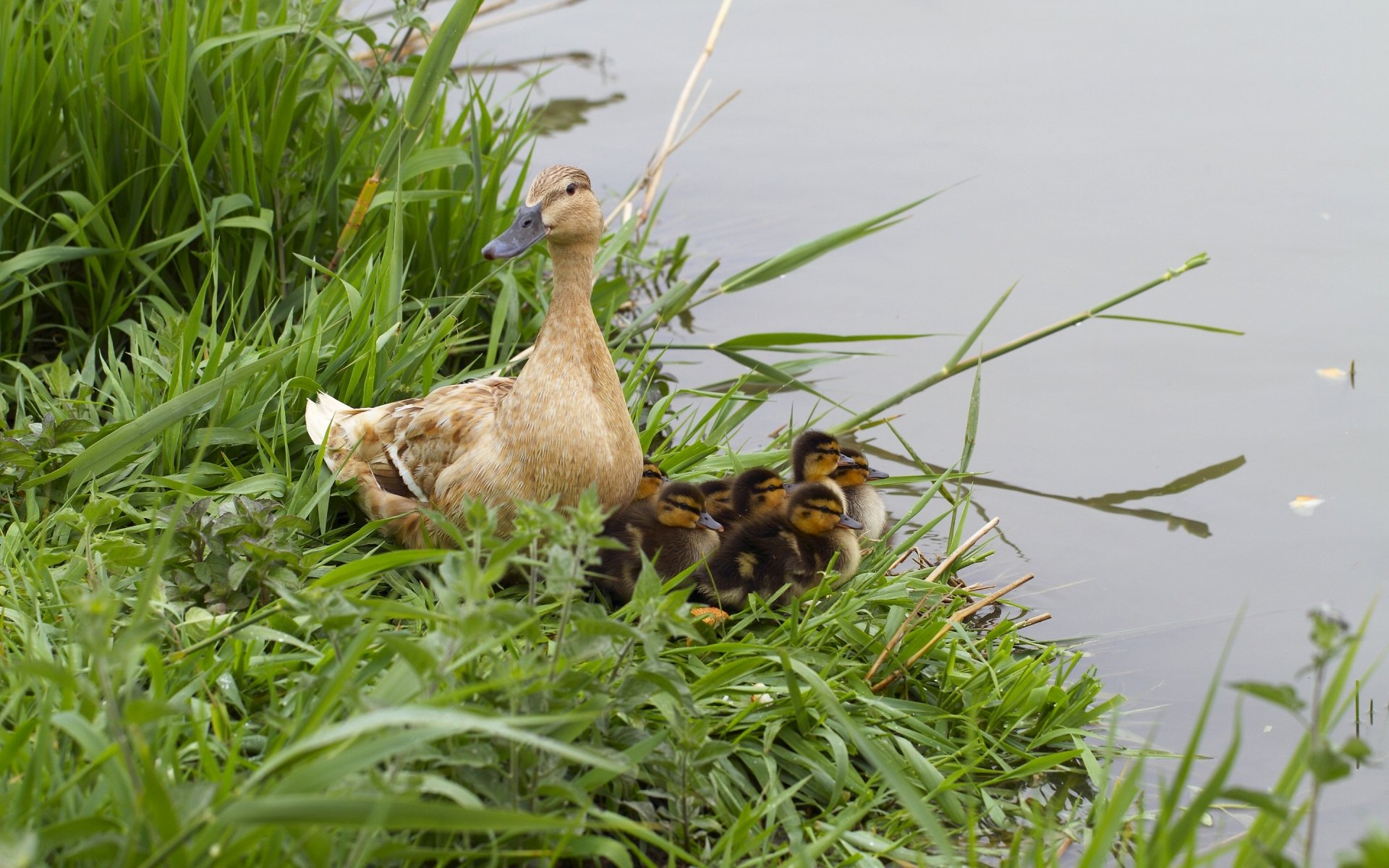 HD PC desktop wallpaper showing a duck and her ducklings resting on grassy green banks by the water.