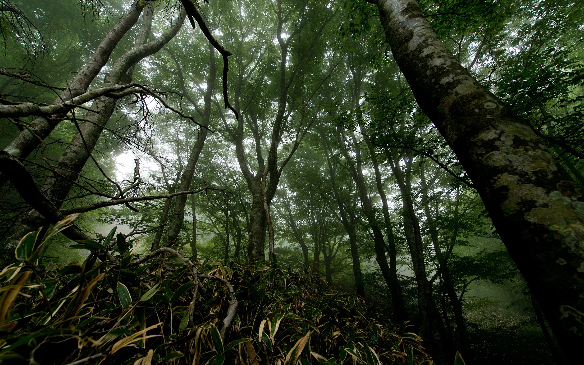 HD PC desktop wallpaper background: dense misty forest canopy in nature, with tall mossy trees and undergrowth, emerald light filtering through leaves.