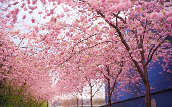 Nature Blossom Flowers Cherry Blossom HD Wallpaper | Background Image