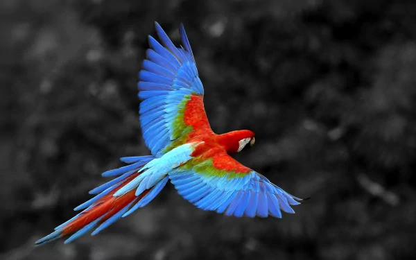HD wallpaper of a vibrant Red-and-green Macaw in flight with a monochrome background.