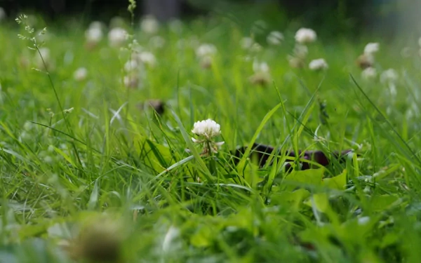  little flower