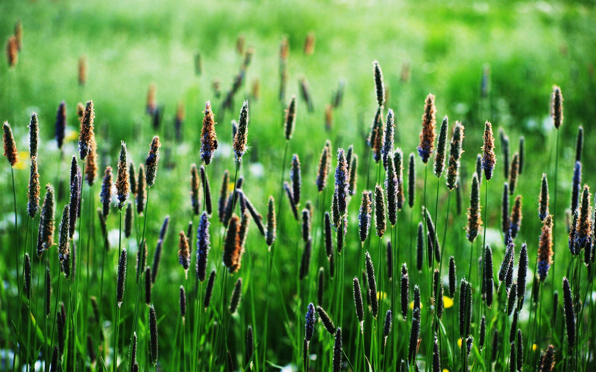 HD PC desktop wallpaper featuring vibrant green grass with seed heads against a softly blurred natural background.
