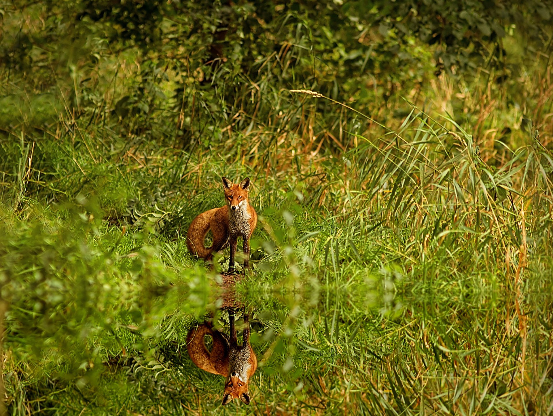 HD PC desktop wallpaper featuring a fox standing by a calm water body, surrounded by lush green grass and natural foliage.