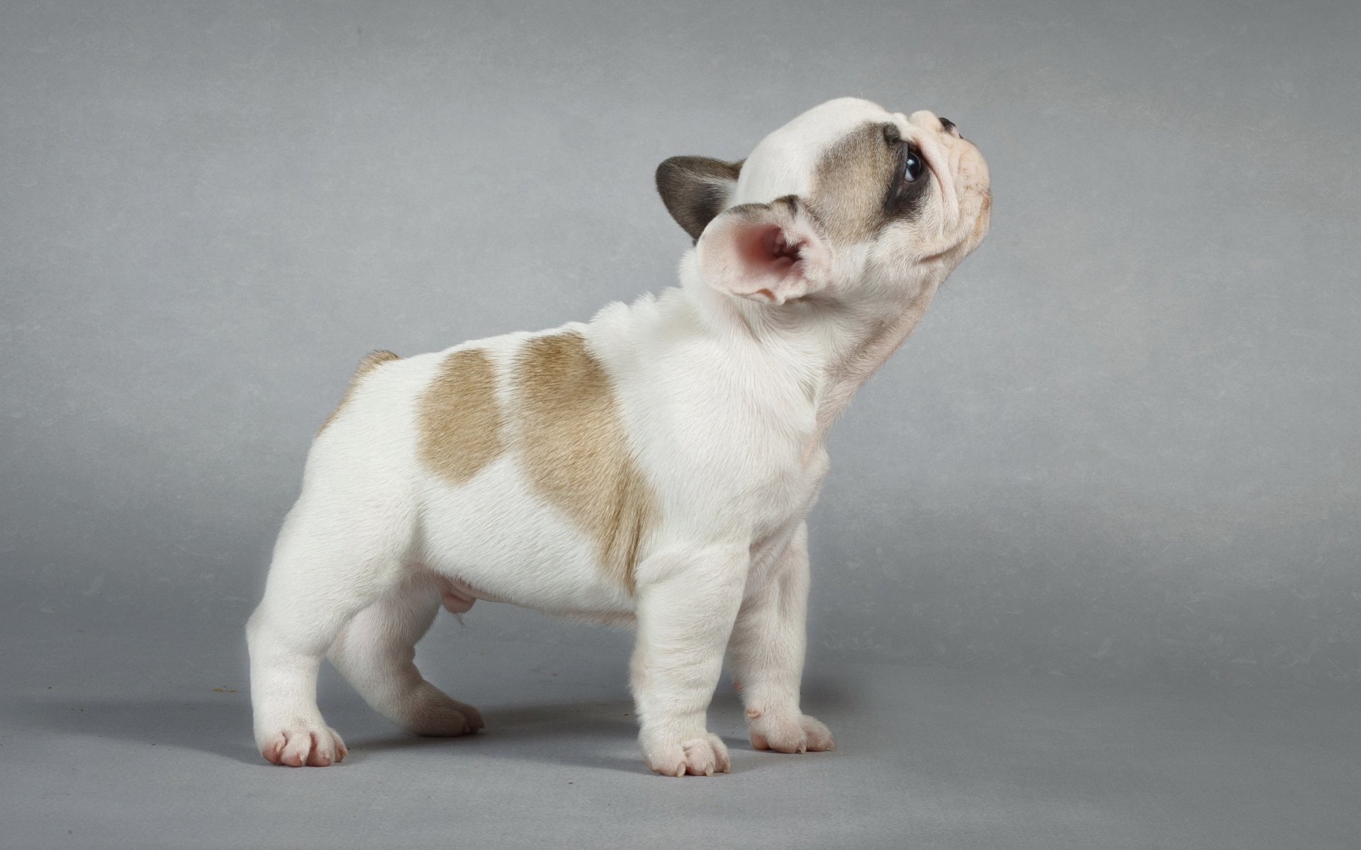 HD PC desktop wallpaper of a small white and tan puppy standing and looking upward against a plain gray background.