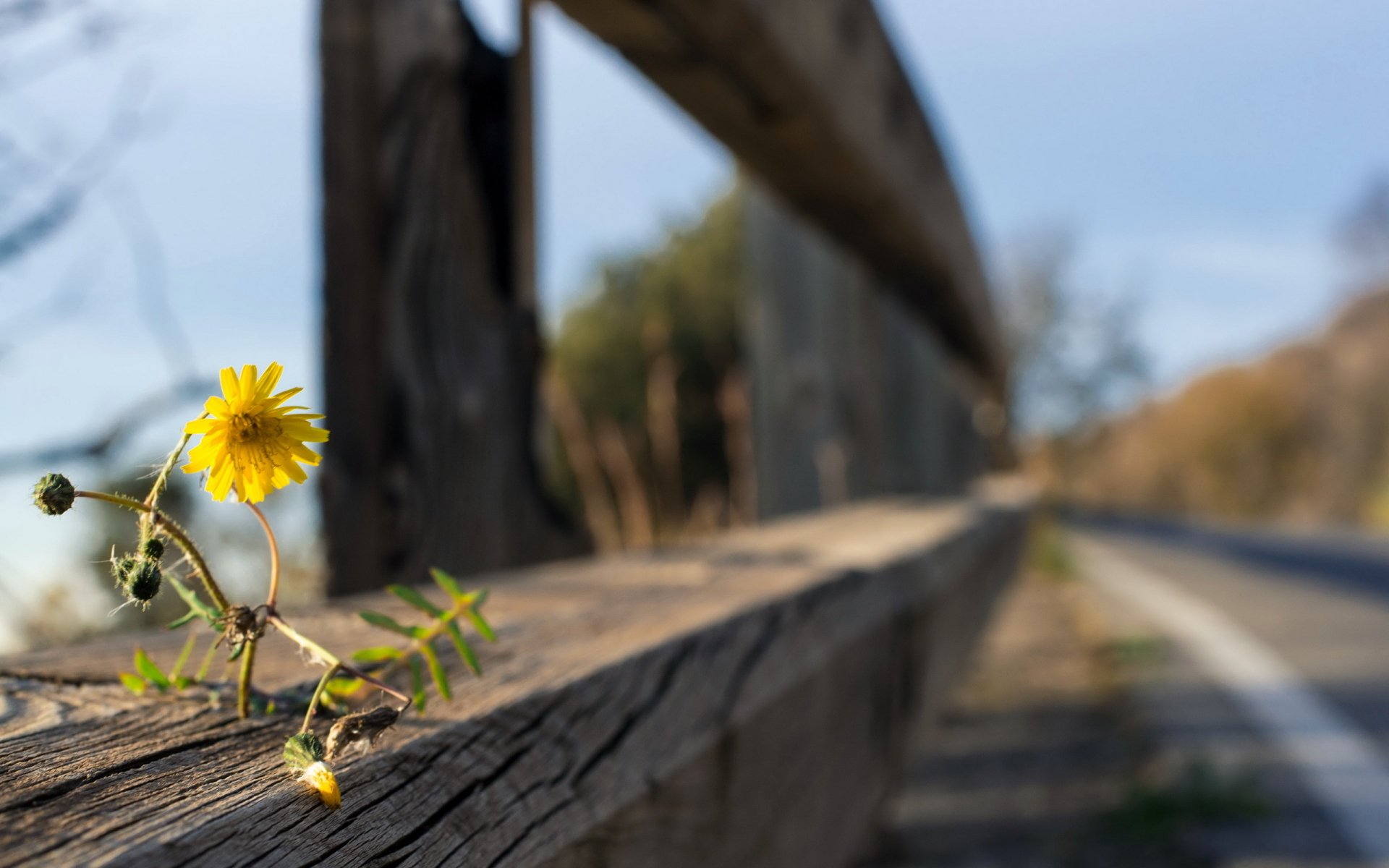 Close-up of a small yellow flower growing beside a weathered man-made wooden fence along a rural road, captured in HD for a desktop wallpaper background.