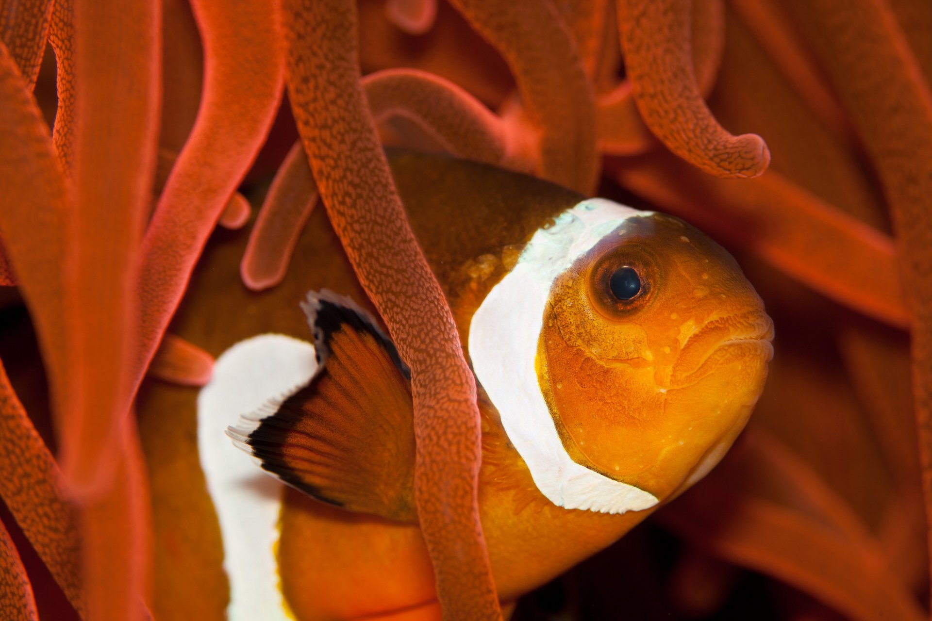 Animal Clownfish HD Wallpaper