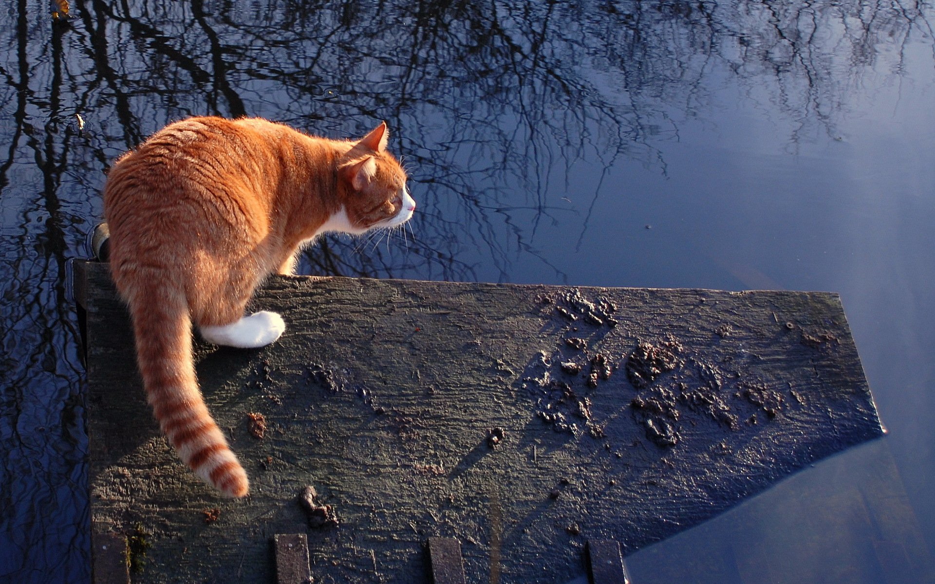 A serene HD wallpaper featuring an orange cat perched on a wooden ledge, gazing thoughtfully at the calm water below, surrounded by reflections of bare trees.