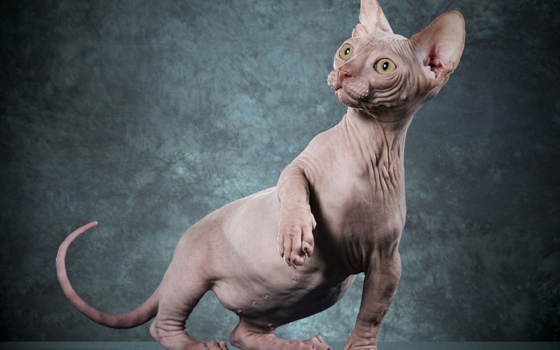 HD PC desktop wallpaper featuring a hairless Sphynx cat with green eyes against a textured blue-gray background.