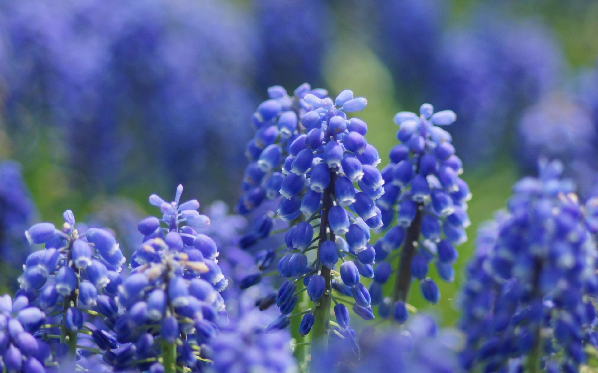 Close-up of vibrant purple hyacinth flowers in bloom, showcasing natural beauty in an HD PC desktop wallpaper and background.