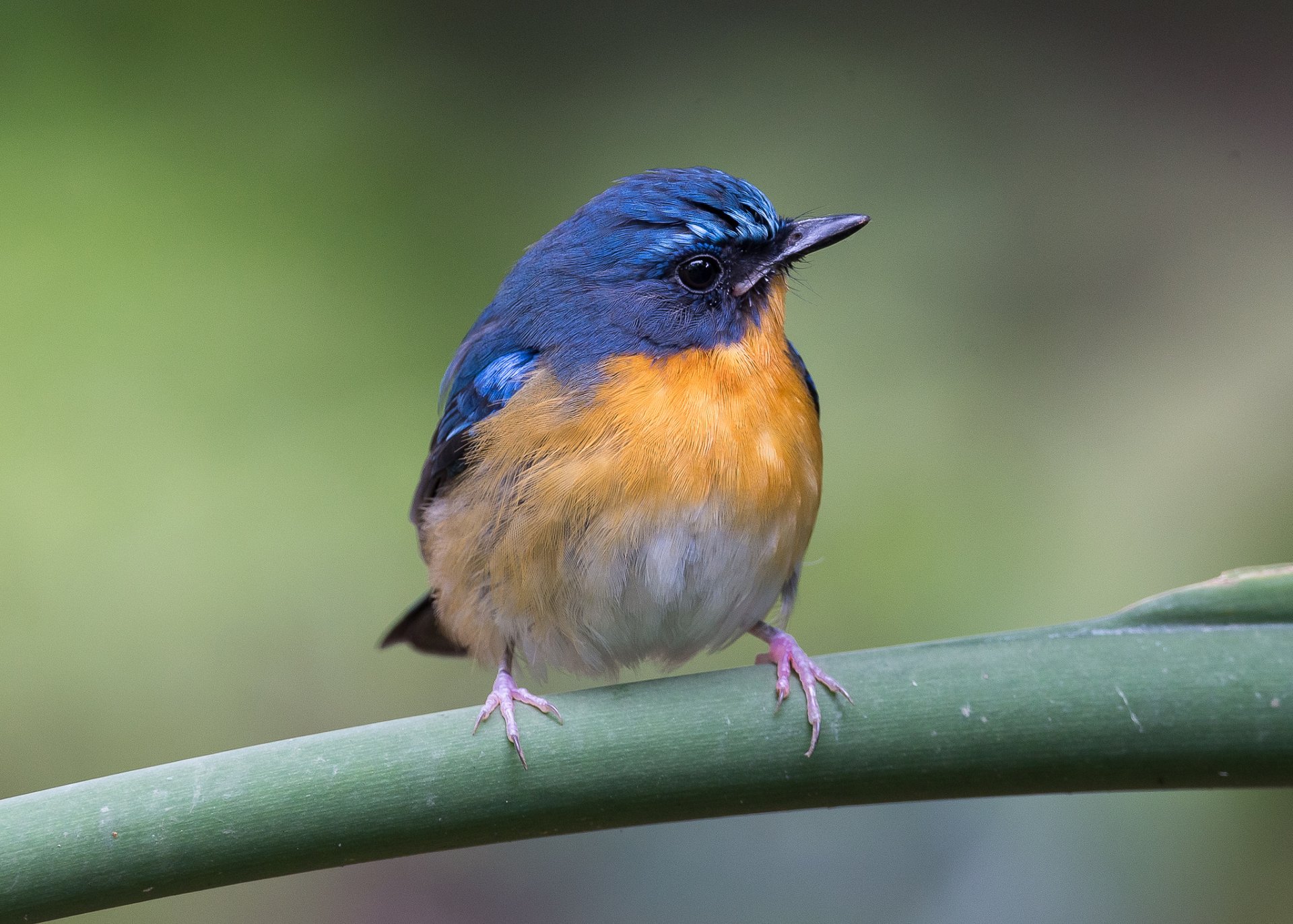 A vibrant Tickell's Blue Flycatcher perched on a green branch, showcasing its striking blue and orange plumage, captured in a stunning HD wallpaper background.