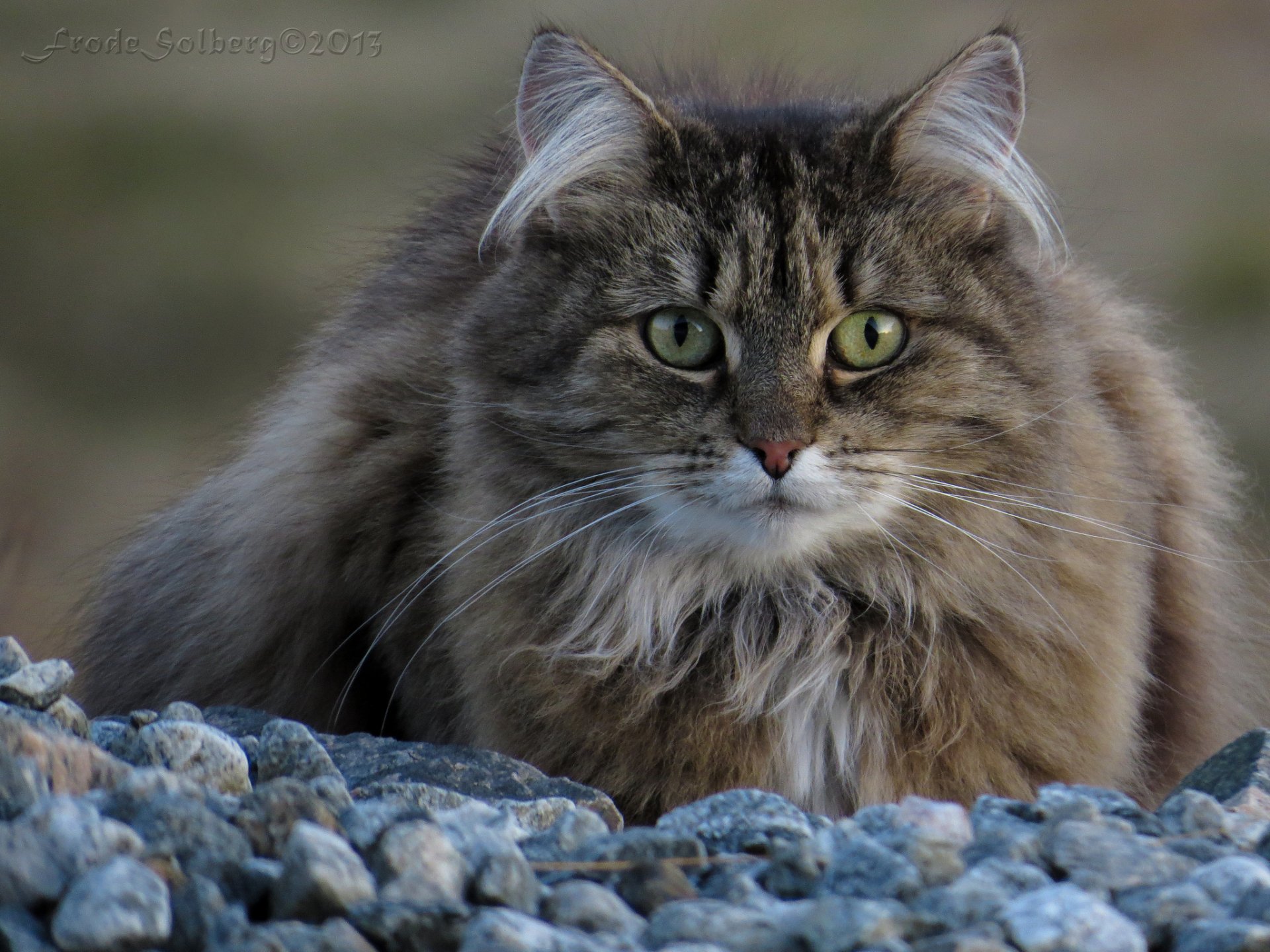 A close-up of a fluffy cat with striking green eyes, resting on a bed of pebbles. This HD PC desktop wallpaper features the beauty and charm of this captivating animal.