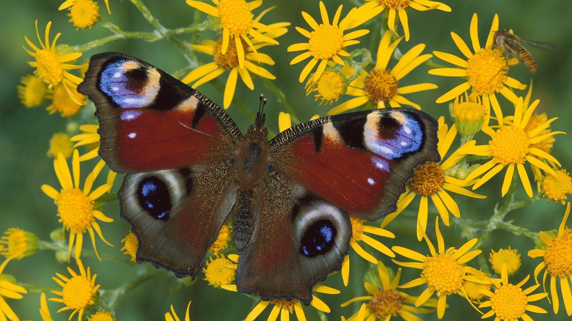 HD desktop wallpaper featuring a vibrant butterfly with eye-like wing patterns perched on bright yellow wildflowers.