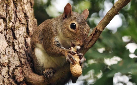 A squirrel rodent perched on a tree branch, holding and nibbling on a nut, captured in sharp detail as an HD PC desktop wallpaper background.