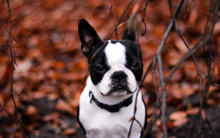 HD PC desktop wallpaper featuring a black and white French Bulldog amidst autumn leaves and bare branches.