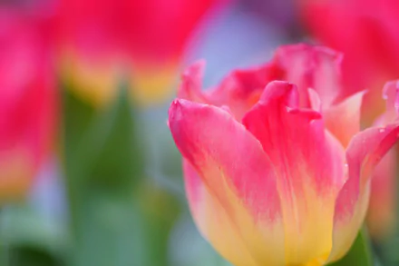HD desktop wallpaper featuring a close-up of a pink and yellow tulip with vibrant natural colors and a softly blurred background.