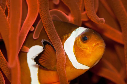 Animal clownfish HD Desktop Wallpaper | Background Image