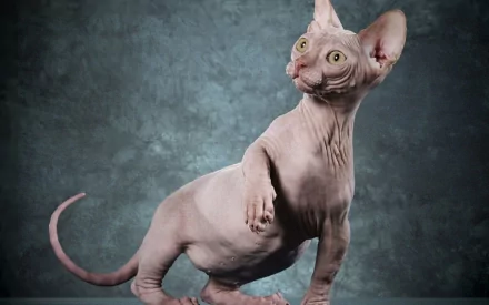 HD PC desktop wallpaper featuring a hairless Sphynx cat with green eyes against a textured blue-gray background.