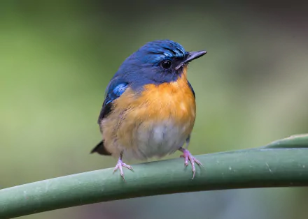 A vibrant Tickell's Blue Flycatcher perched on a green branch, showcasing its striking blue and orange plumage, captured in a stunning HD wallpaper background.