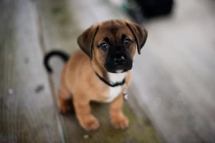 HD desktop wallpaper featuring a young boxer puppy sitting on a wooden surface, looking up with a curious expression.