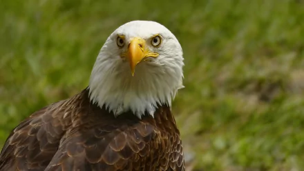 A striking bald eagle with a sharp gaze, highlighted against a blurred green background, serves as an impressive HD PC desktop wallpaper and background.