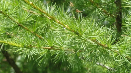 nature pine tree HD Desktop Wallpaper | Background Image
