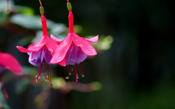 HD PC desktop wallpaper featuring vibrant fuchsia flowers gracefully hanging against a softly blurred natural background.