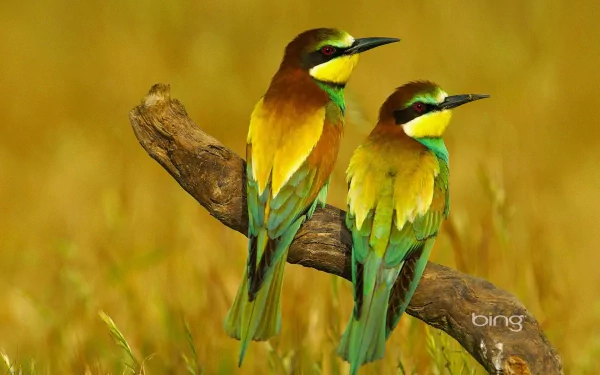 A vibrant HD wallpaper featuring two colorful bee-eaters perched on a branch, set against a warm, golden backdrop, showcasing their striking plumage and vivid colors.