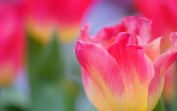 nature tulip HD Desktop Wallpaper | Background Image