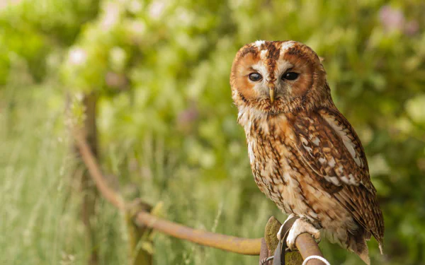 HD desktop wallpaper of a brown owl perched on a branch, set against a vibrant green foliage background.