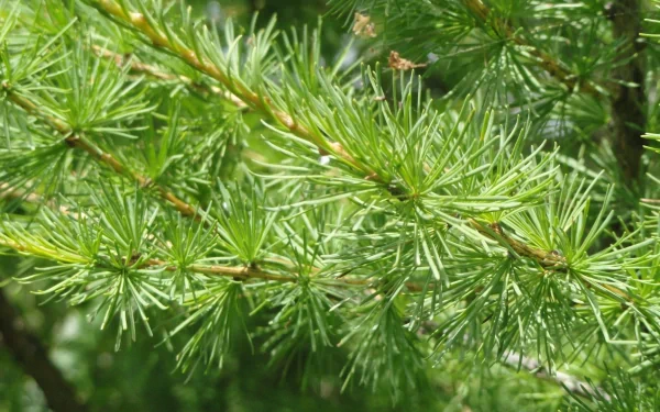 nature pine tree HD Desktop Wallpaper | Background Image