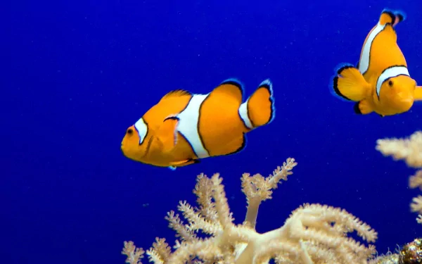 A vibrant clownfish swims among coral, showcasing its bright orange and white colors against a deep blue background, making a stunning HD desktop wallpaper.