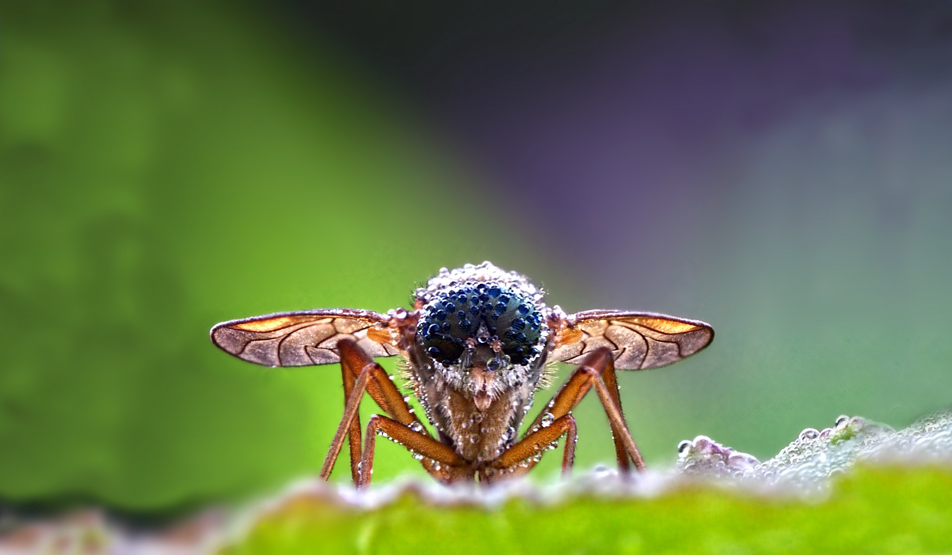 Animal Fly HD Wallpaper | Background Image
