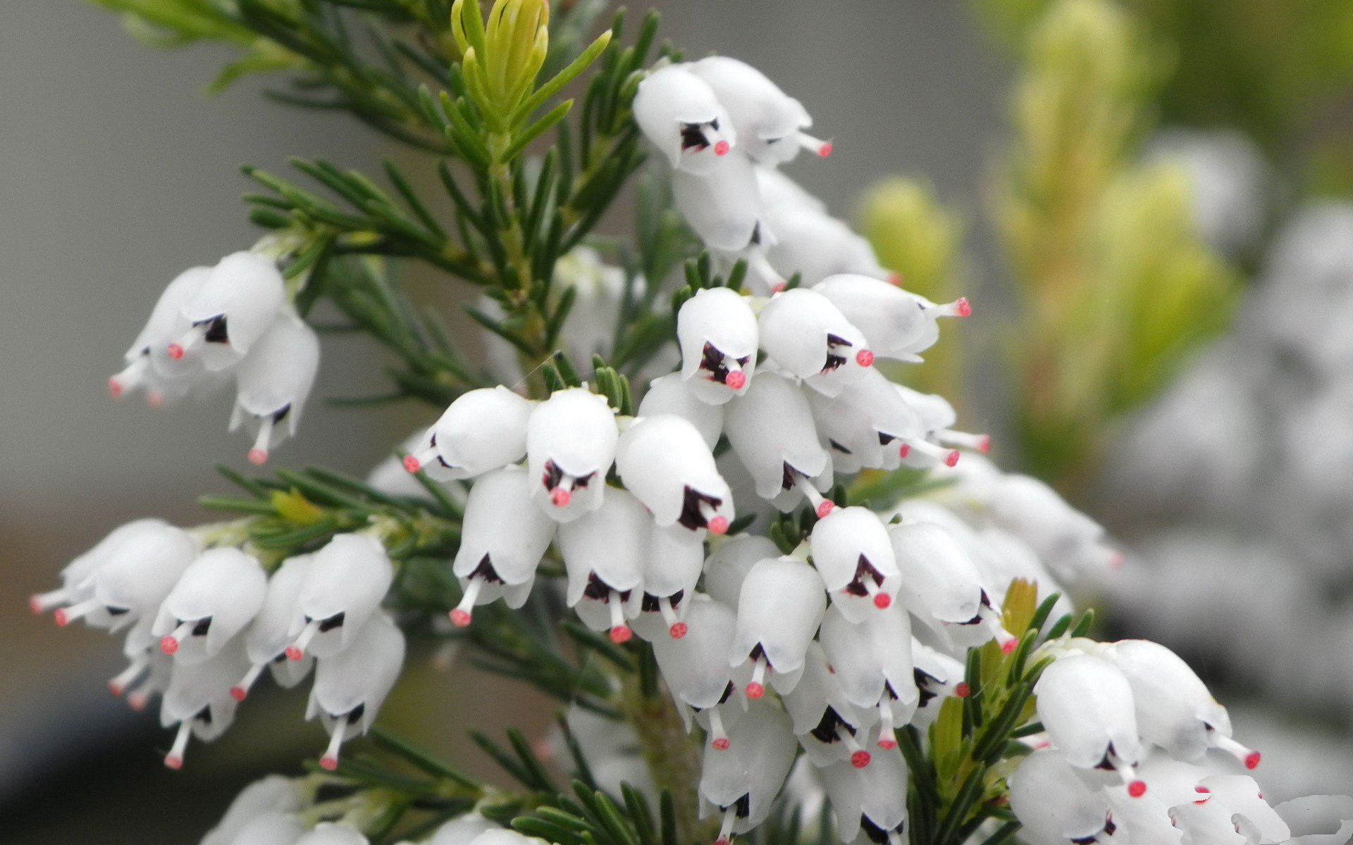 A close-up of delicate white flowers blooms amid rich green foliage, showcasing nature's beauty. This HD wallpaper captures the elegance and charm of floral arrangements.