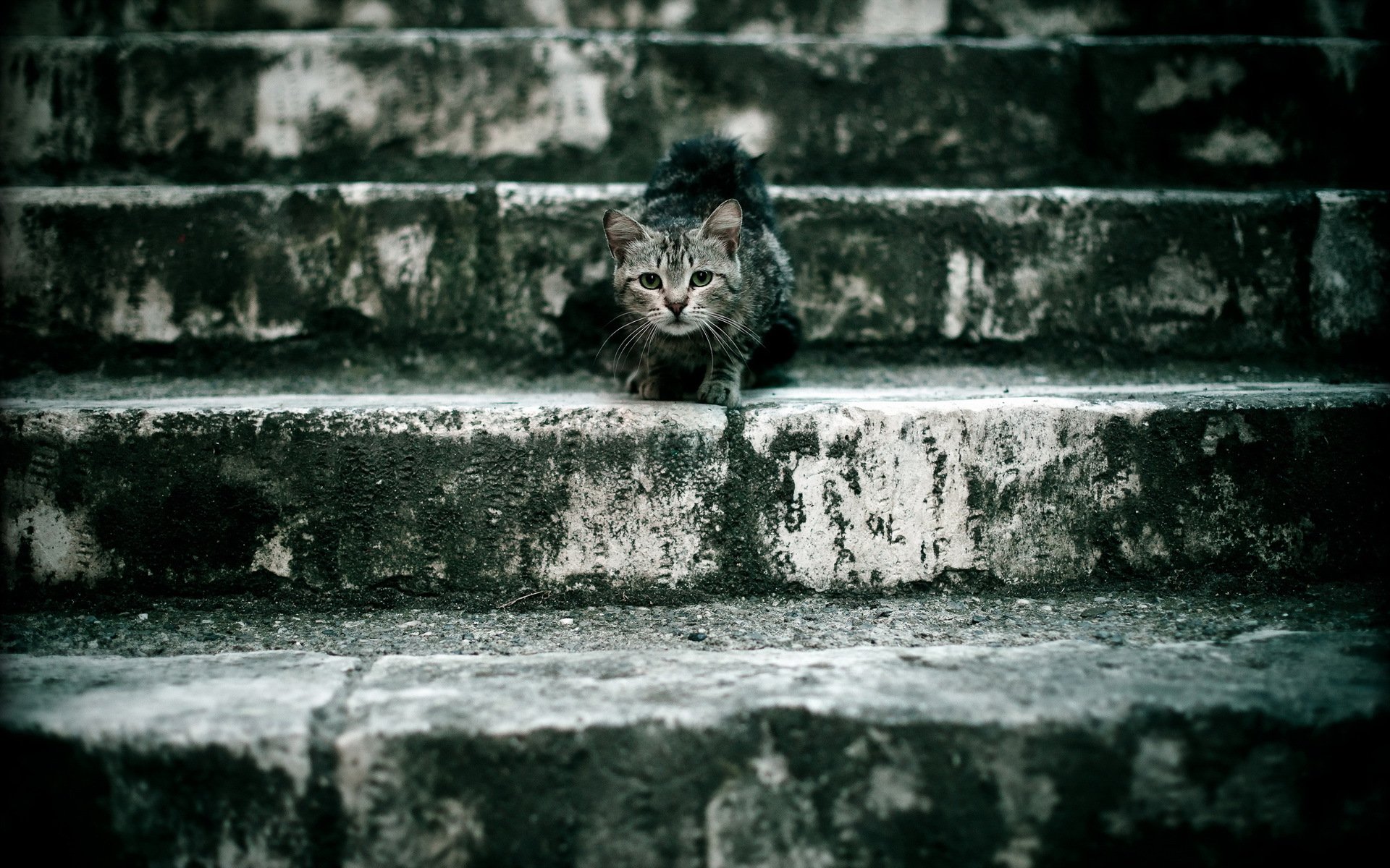 HD wallpaper featuring a small cat perched on weathered stone steps, providing a moody and textured background.
