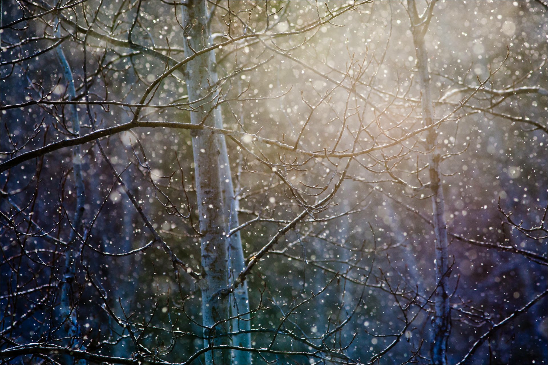 HD PC desktop wallpaper: bare branches of a winter forest dusted with falling snowflakes and soft sunlight, serene nature background.
