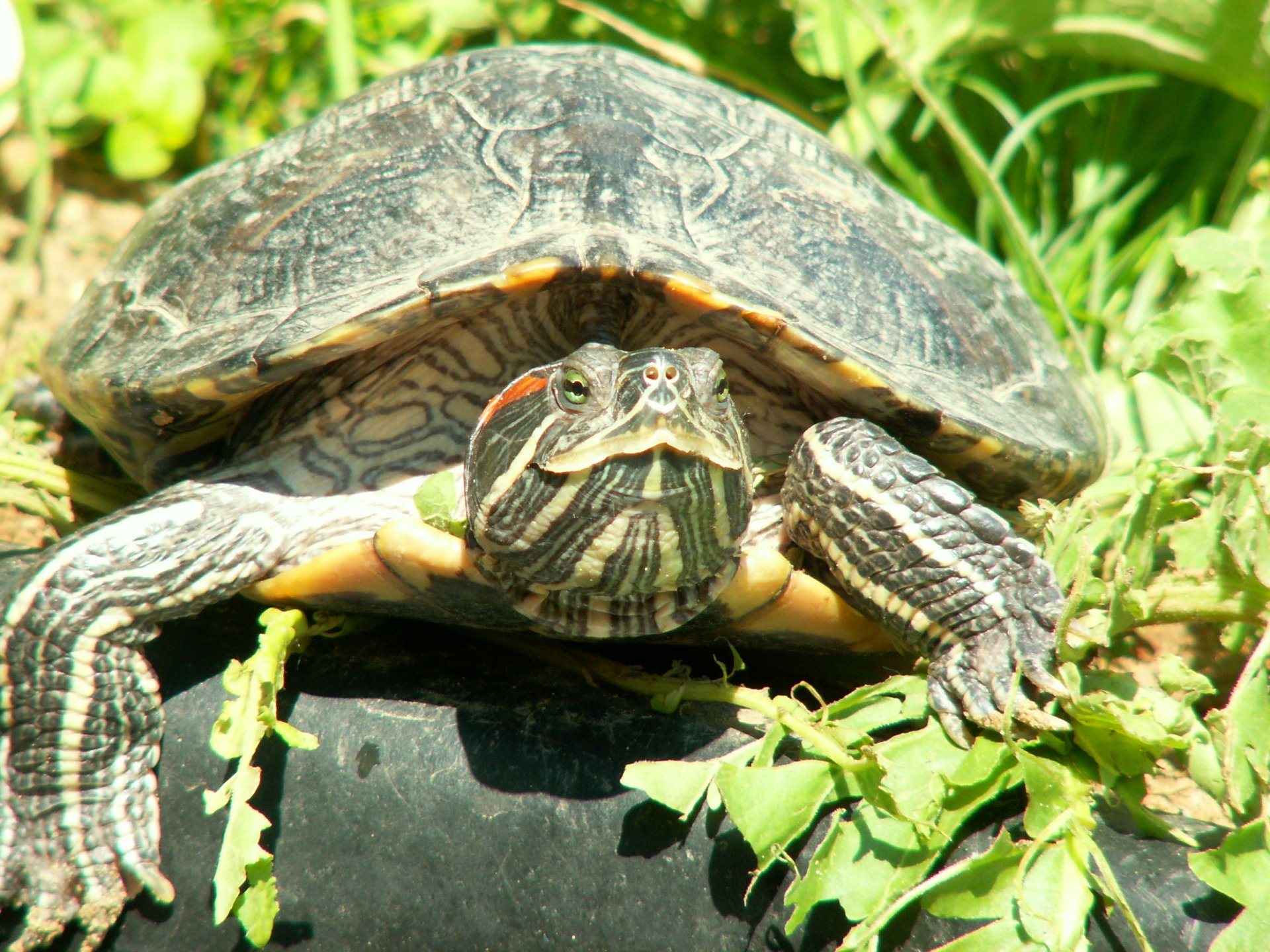 Animal Turtle HD Wallpaper