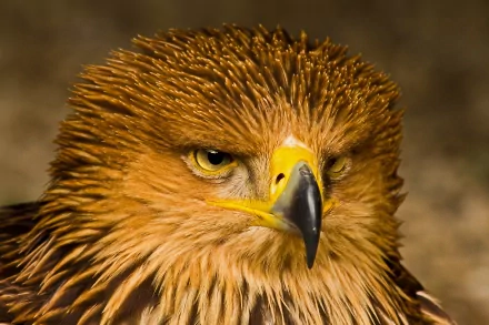 A majestic eagle with striking golden-brown feathers and intense yellow eyes, captured in high detail, making a stunning HD PC desktop wallpaper and background.