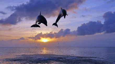 HD desktop wallpaper featuring two Bottlenose Dolphins leaping from the ocean at sunset, with the sky painted in hues of purple and orange.
