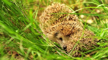 HD desktop wallpaper featuring a close-up of a hedgehog nestled among vibrant green grass, showcasing the animal's detailed spines and natural habitat.