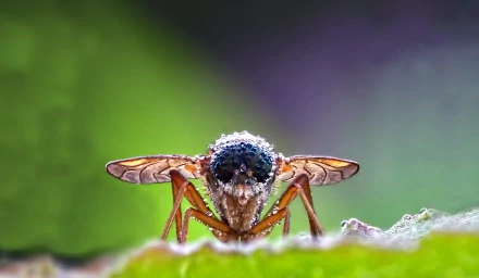 Animal fly HD Desktop Wallpaper | Background Image