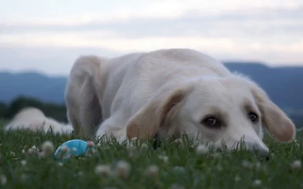 HD desktop wallpaper featuring a Labrador Retriever lying on grass with a blue ball, set against a backdrop of distant hills under a cloudy sky.