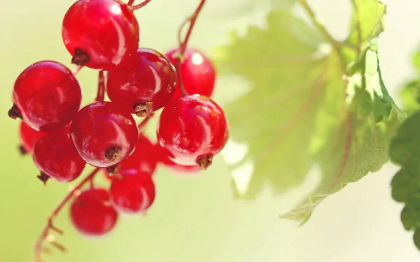 food currants HD Desktop Wallpaper | Background Image