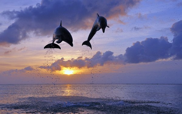 Bottlenose Dolphin Animal dolphin HD Desktop Wallpaper | Background Image
