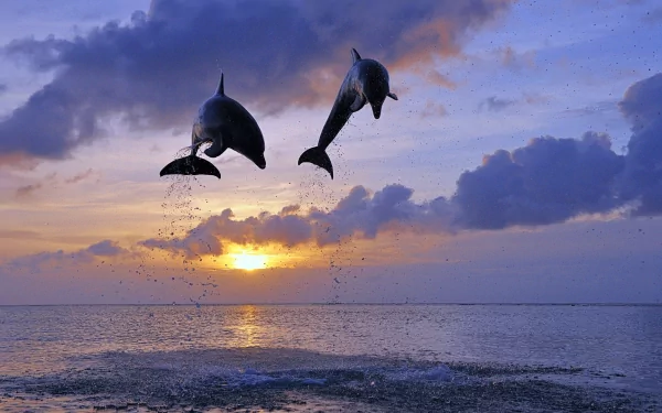 HD desktop wallpaper featuring two Bottlenose Dolphins leaping from the ocean at sunset, with the sky painted in hues of purple and orange.