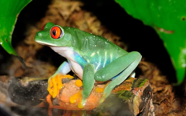 Close-up HD desktop wallpaper of a vibrant red-eyed tree frog perched on a natural surface, showcasing its bright green body and striking orange feet.