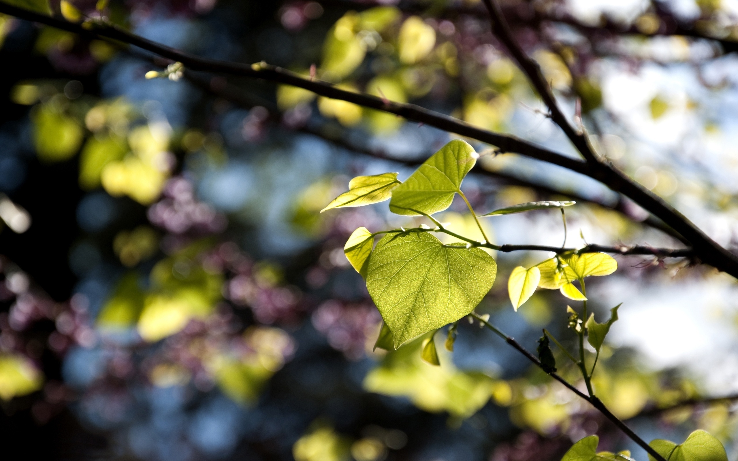 Leaf HD Wallpaper | Background Image | 2560x1600