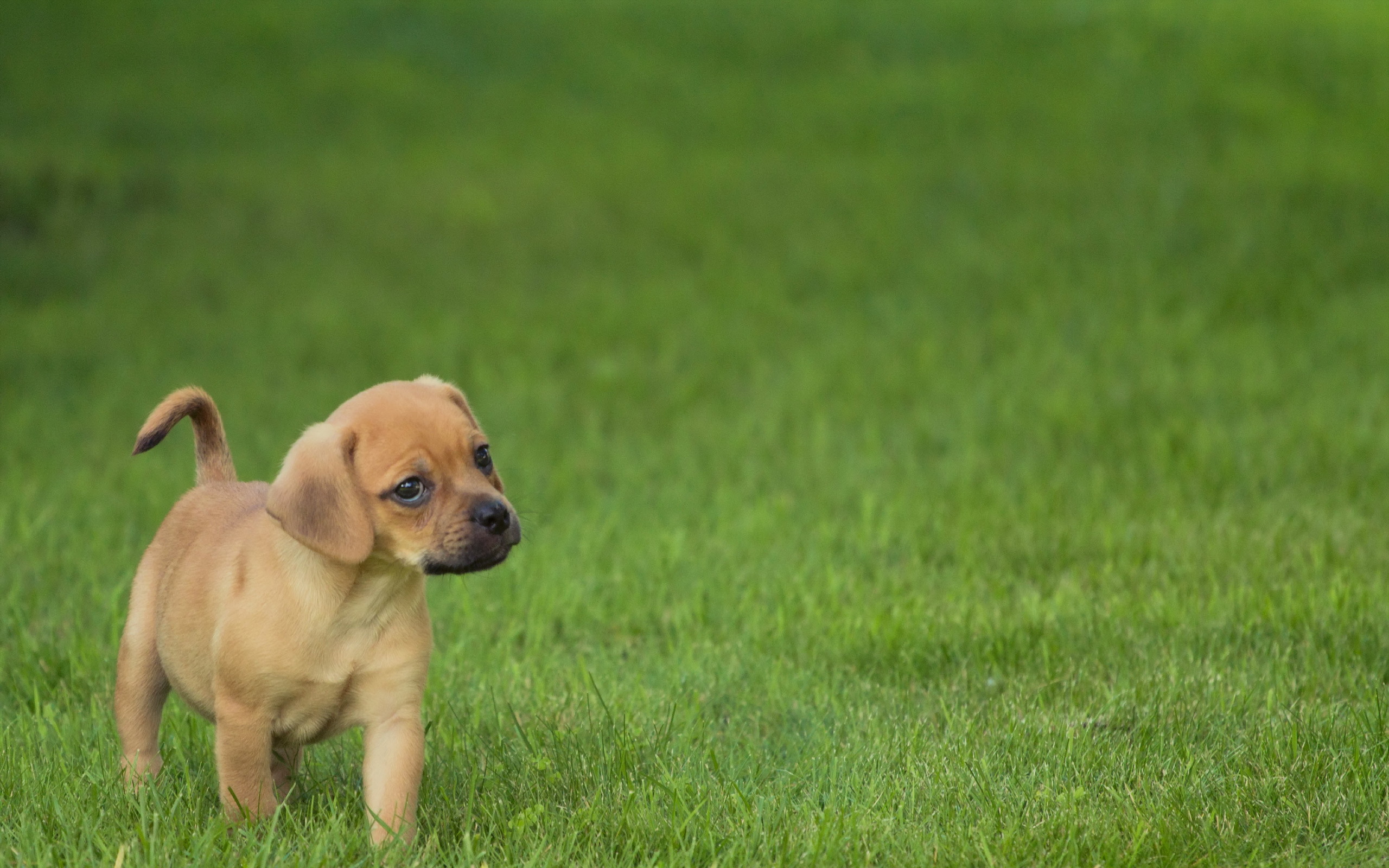 Animal Puppy HD Wallpaper