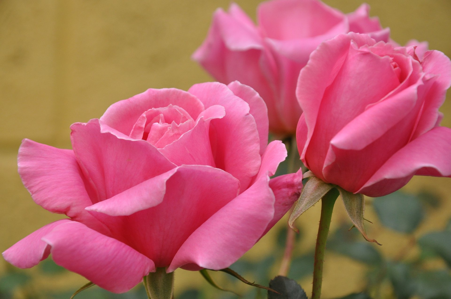 A vibrant close-up of pink roses against a soft yellow background, showcasing the beauty of nature in a high-definition desktop wallpaper.