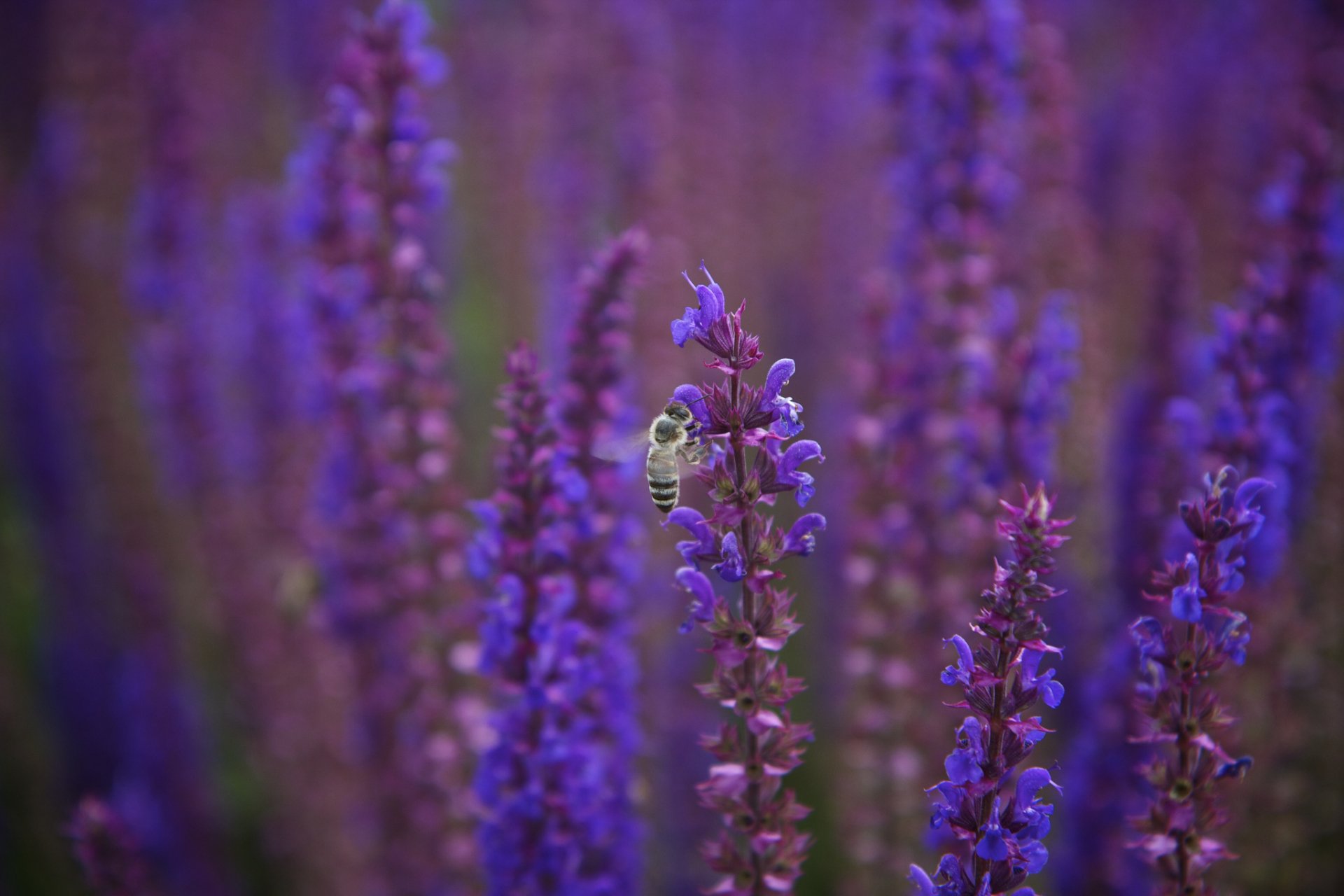 HD PC desktop wallpaper featuring a close-up of a bee perched on vibrant purple flowers in a blurred natural background.