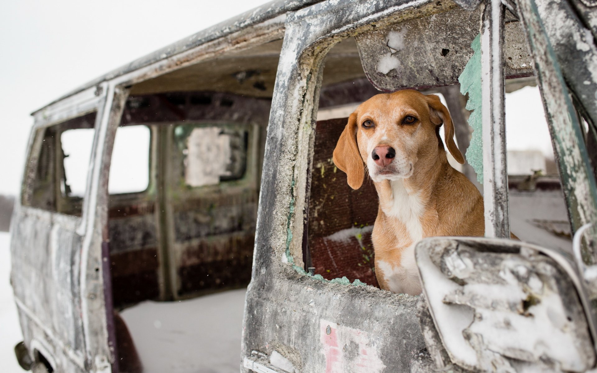 A dog gazes thoughtfully from the window of a weathered, abandoned vehicle, set against a snowy landscape. This HD desktop wallpaper beautifully captures a moment of nostalgia.